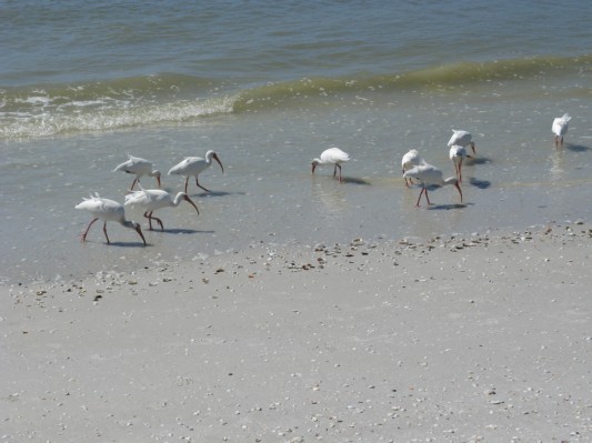 Hvide ibis i strandkanten