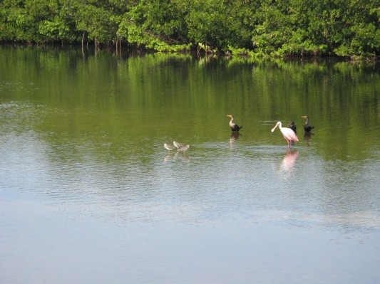 Lyserød spoonbill + andre