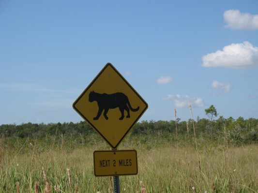 Der er  pantere i Everglades