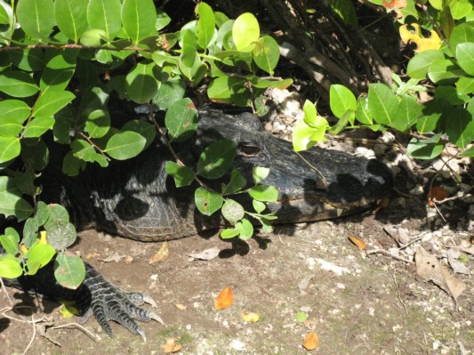 Alligator i Everglades 1