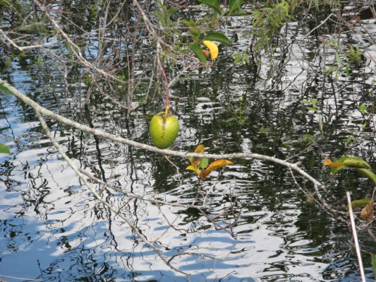 Alligator - æble i Everglades