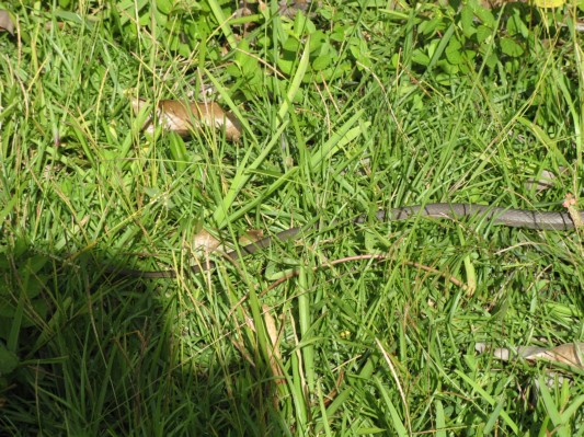 Enden af en slange i Everglades