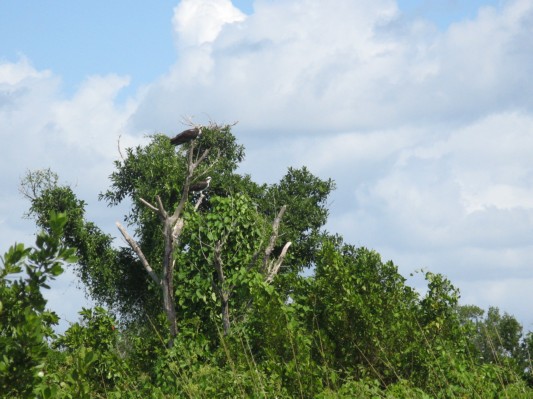 Rovfugle  - måske bald eagle i Everglades