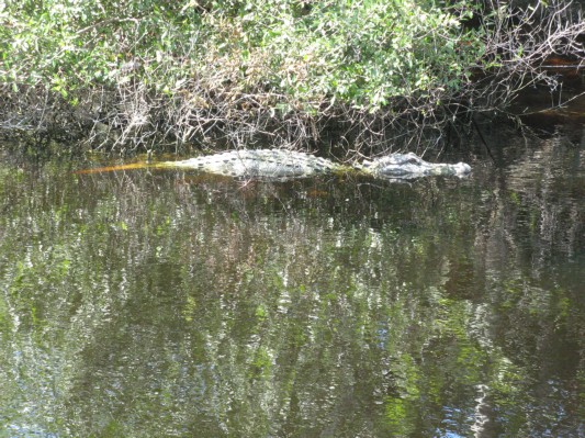 Alligator i everglades 4