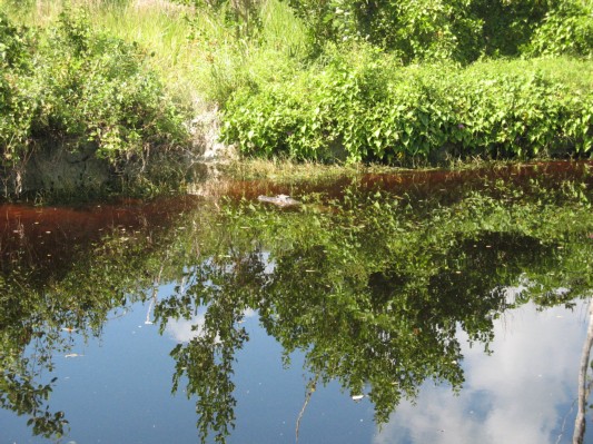 Mere alligator i Everglades 5