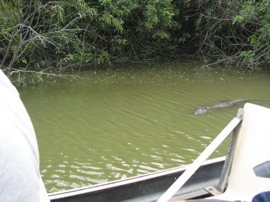 Alligator ved airboaten