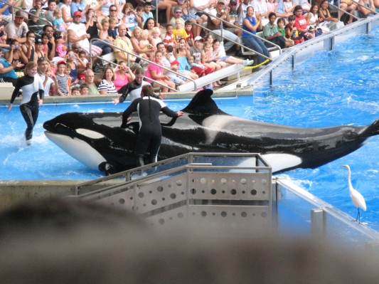 Shamu show