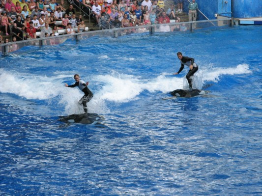 Shamu show 1